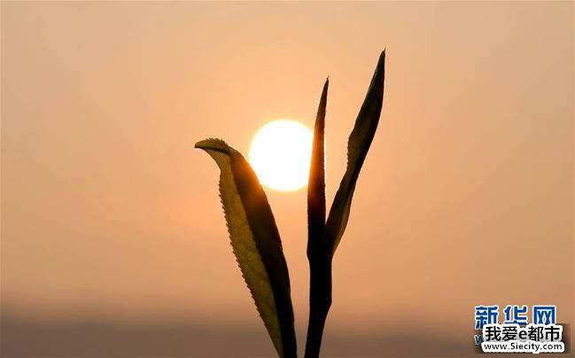 41գڽʡܿڴ԰ԡءɽԭůŴ⣬ѿһ֦ڣҹزǰժɲĲ԰æµӰԾд¡»緢ͥ 㣩