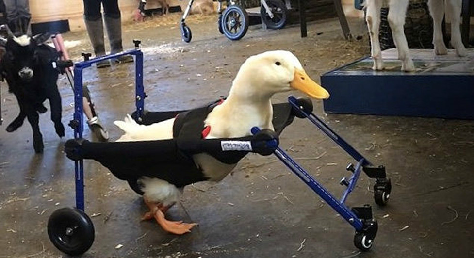 ůģ˽СѼӻ΢ѧ·