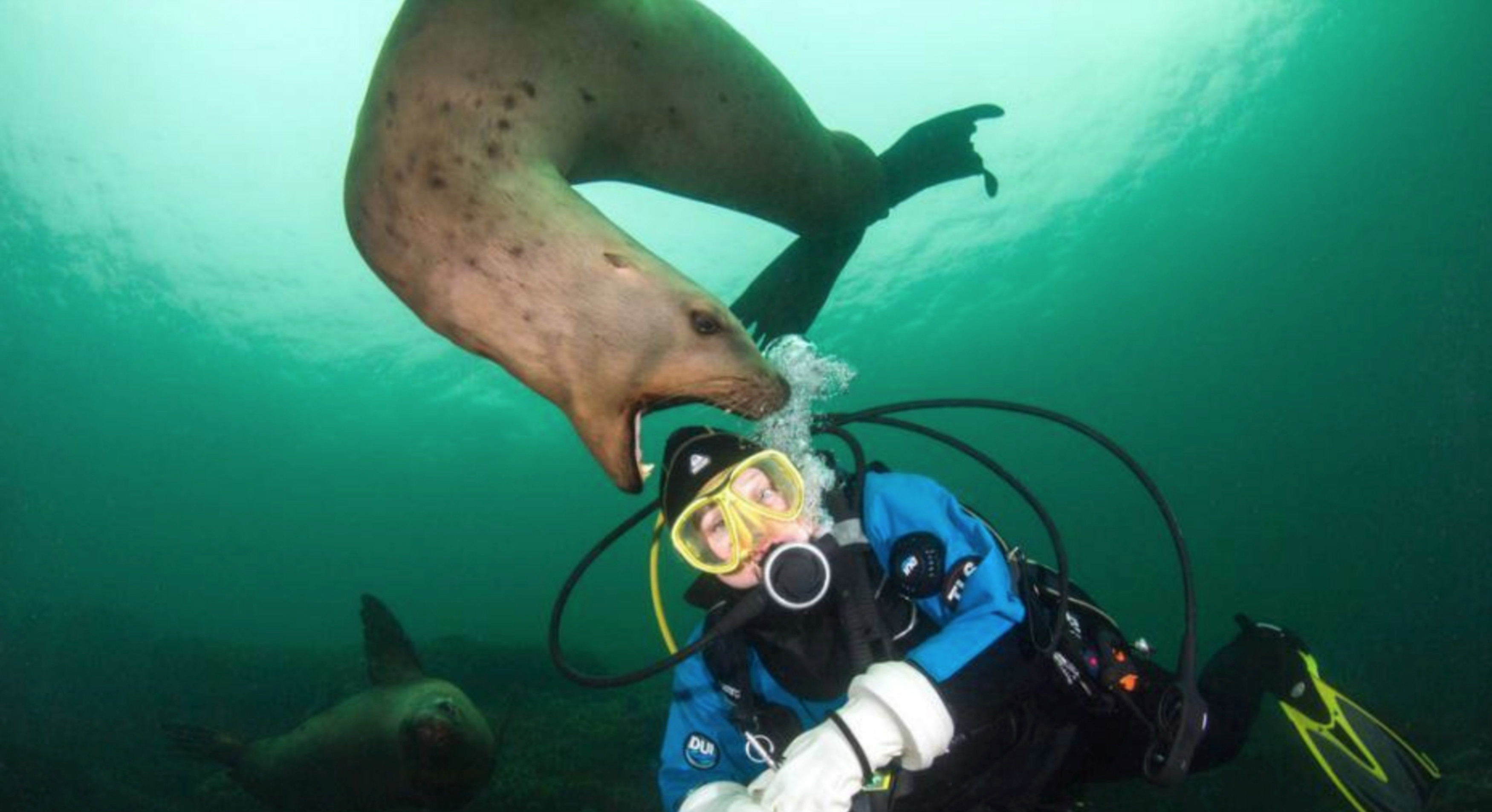 ӰʦǱˮƤʨ Ϊ⡰ʳ