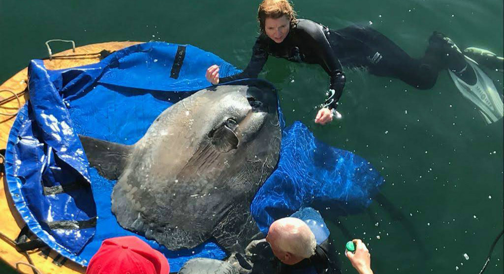 ޴󷭳㱻ɴ ԮԱػӪ