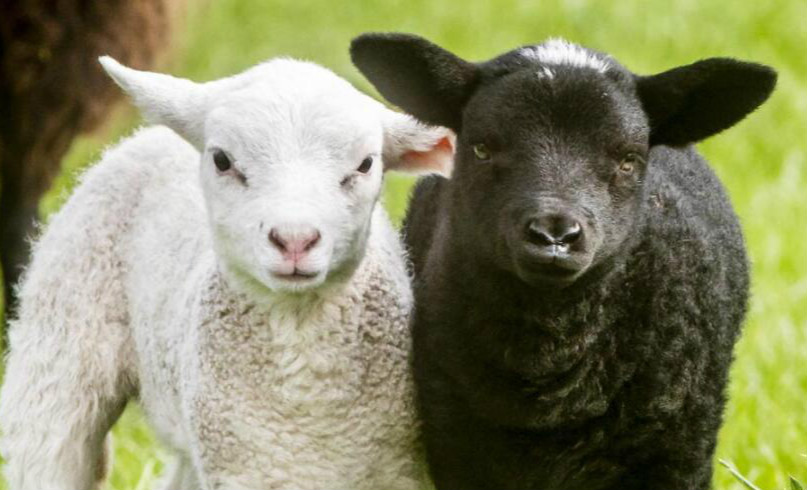 ·ֲ Ӣɫĸ˫̥ɫһһ