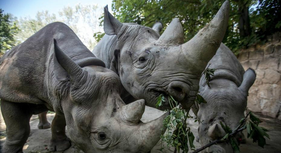 ʷϵһΣֻϬţչдŷǰް