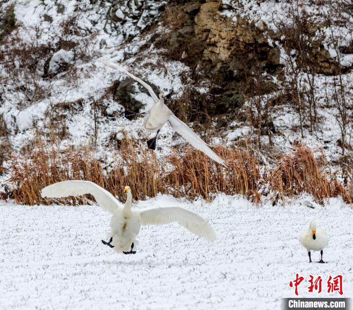 翩翩起舞的大天鹅与银装素裹的雪景相映成趣。 李信君 摄 翩翩起舞的大天鹅与银装素裹的雪景相映成趣。 李信君 摄