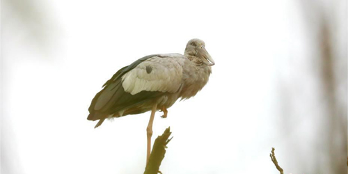 Σǯ